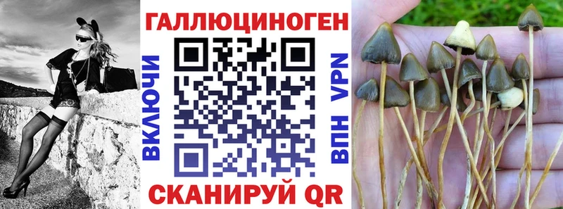 Псилоцибиновые грибы Psilocybe Кировград